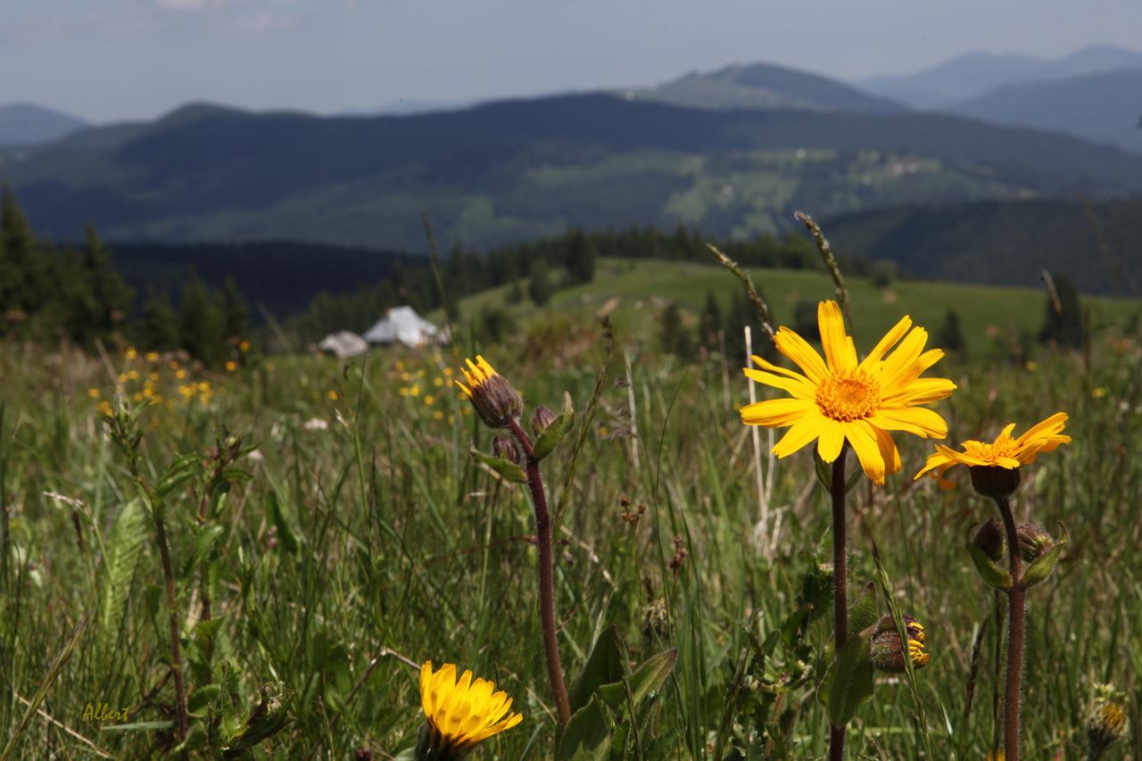 Arieşeni Arnica Montana酒店 外观 照片