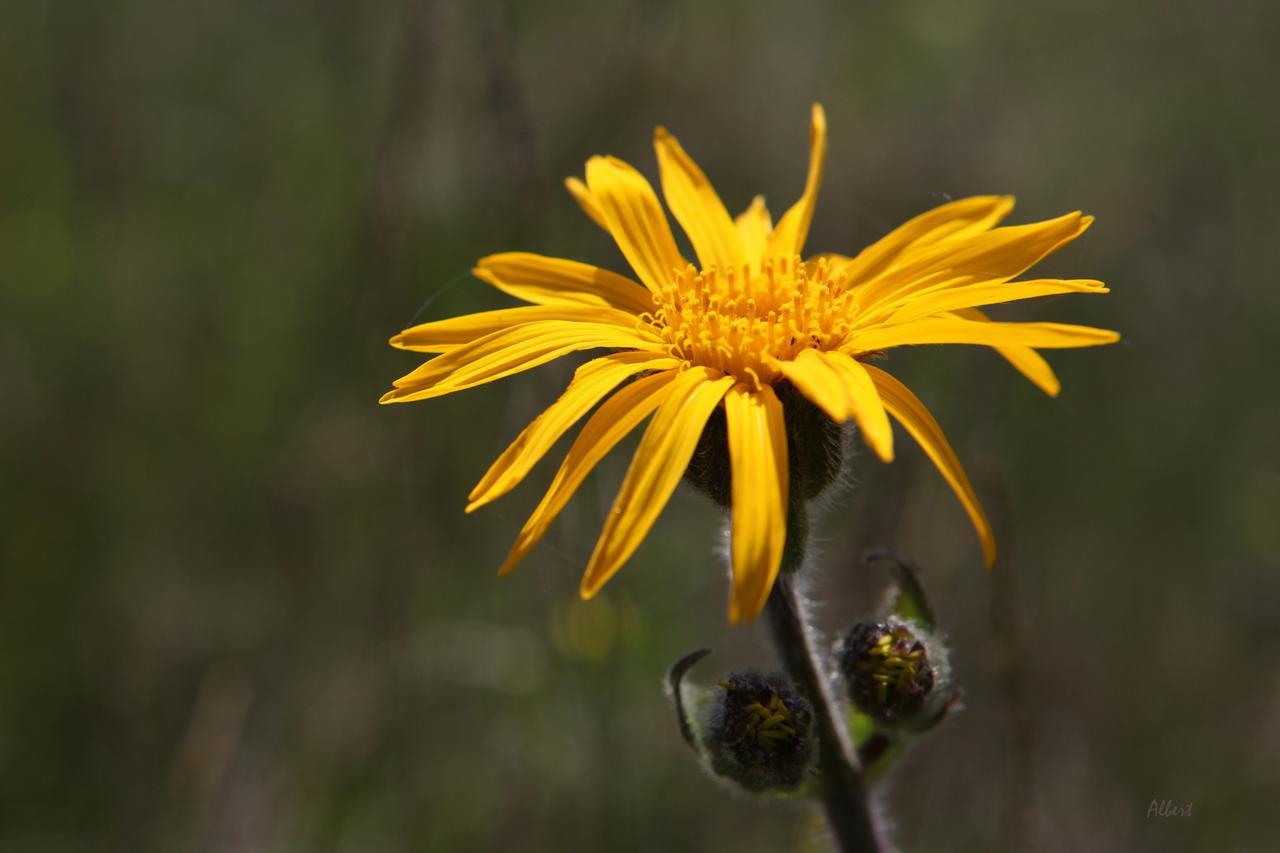 Arieşeni Arnica Montana酒店 外观 照片